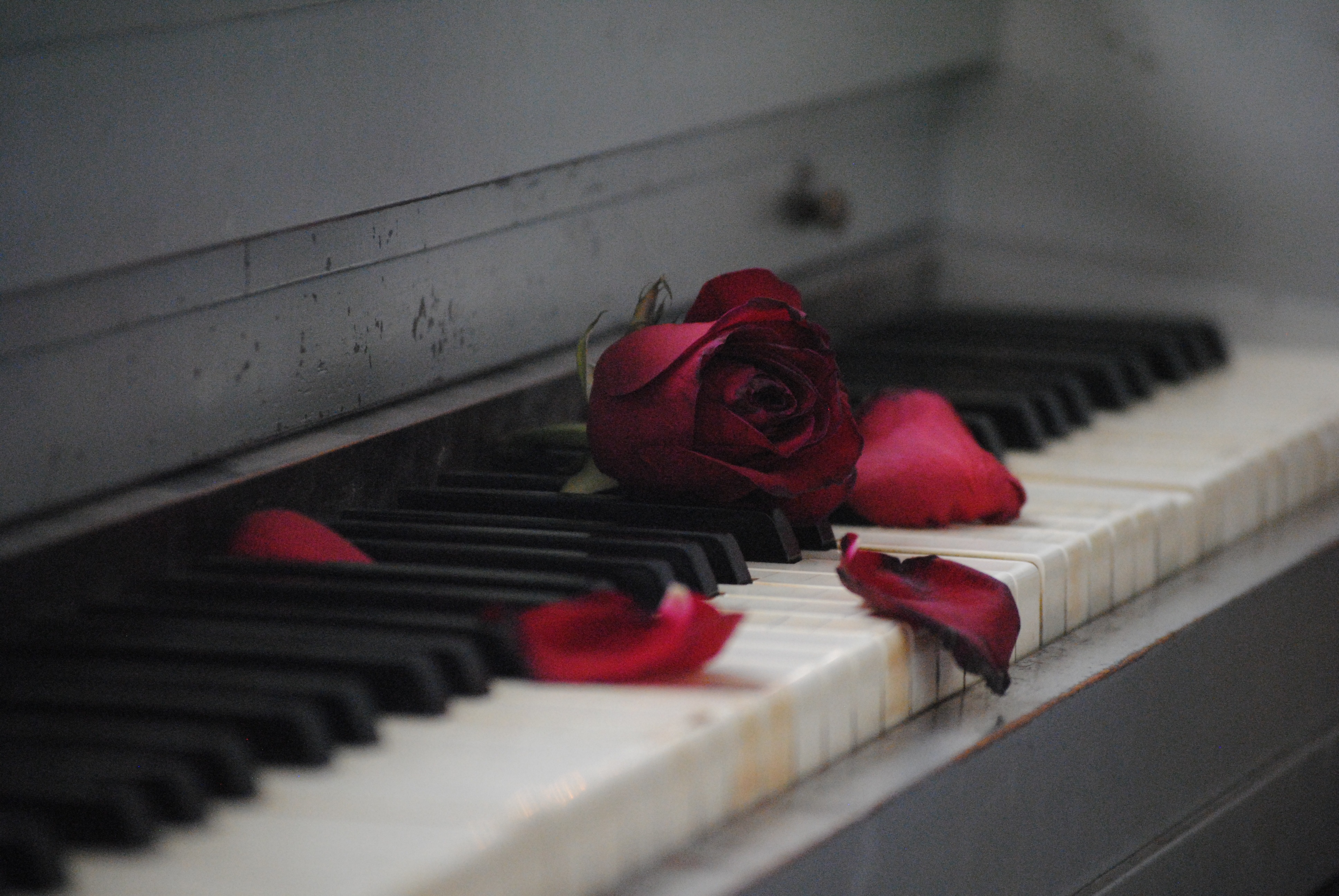Rose on Piano
