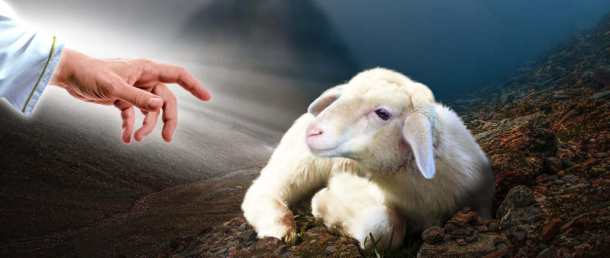 Hand stretched out to a lamb