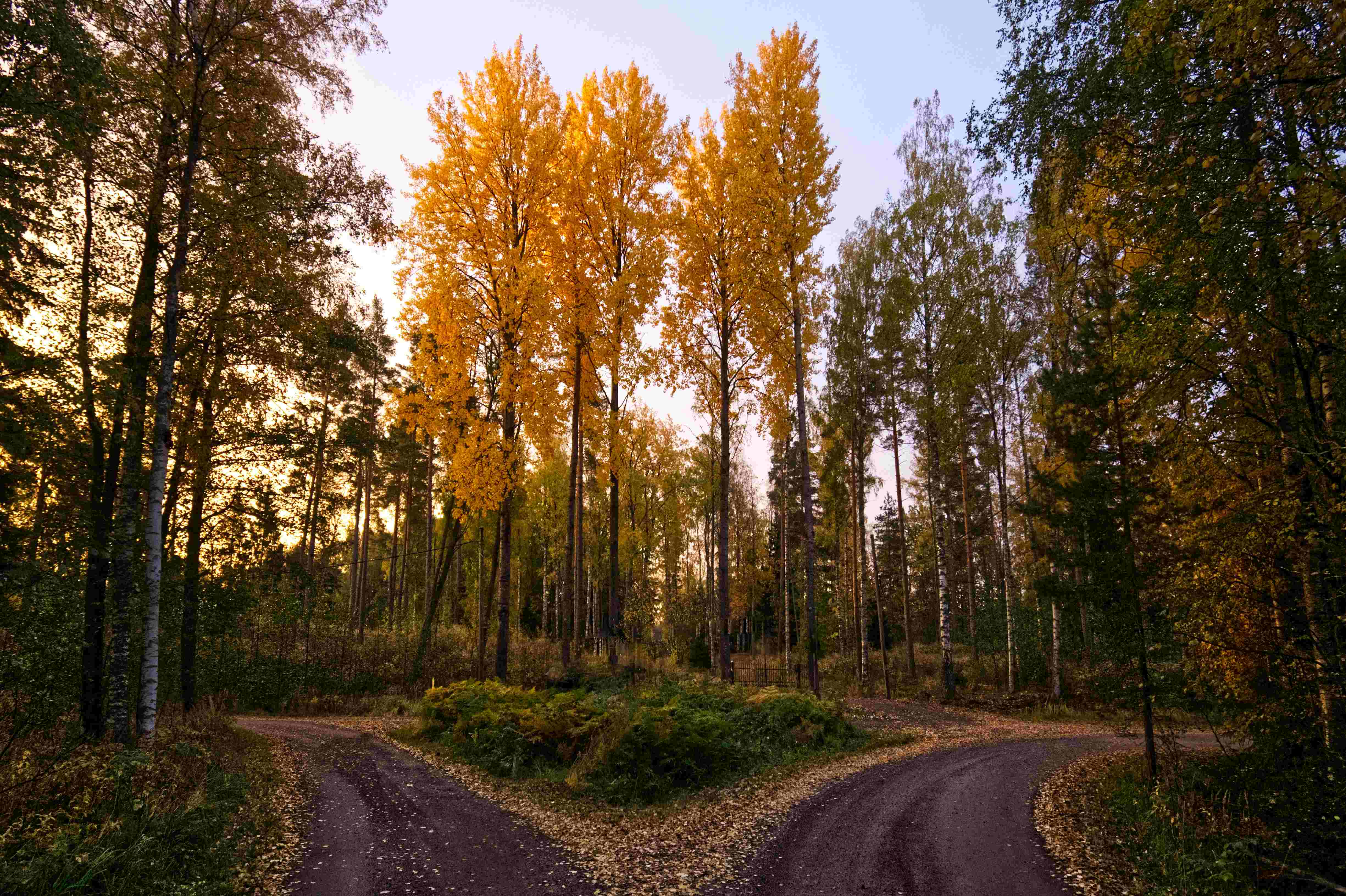 Free to Choose, Called to Obey