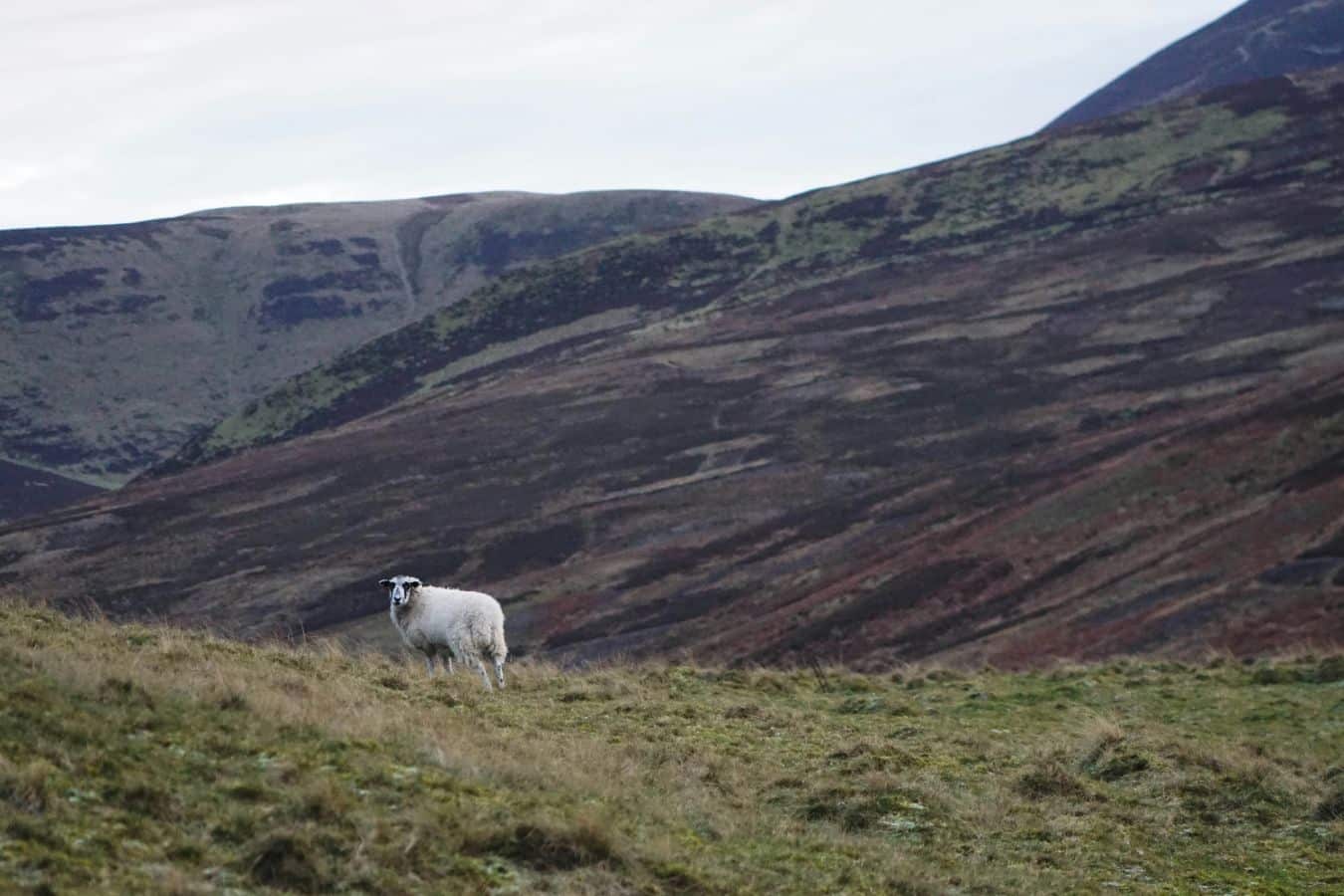 A sheep standing on pasture with hills in the background