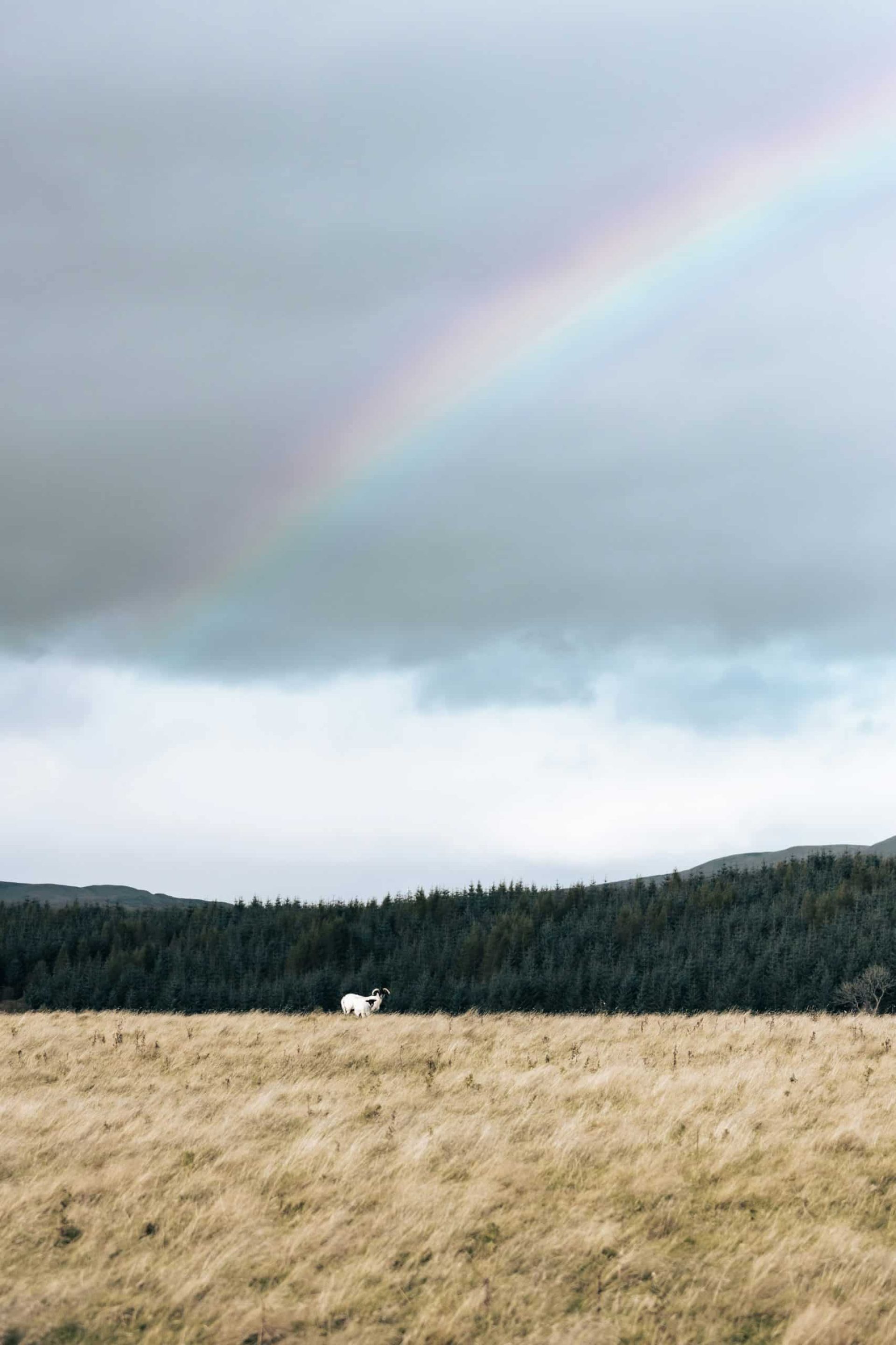 Sheep on pasture with overlying rainbow